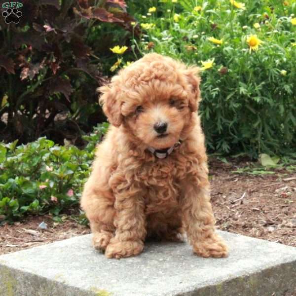 Winnie, Toy Poodle Puppy