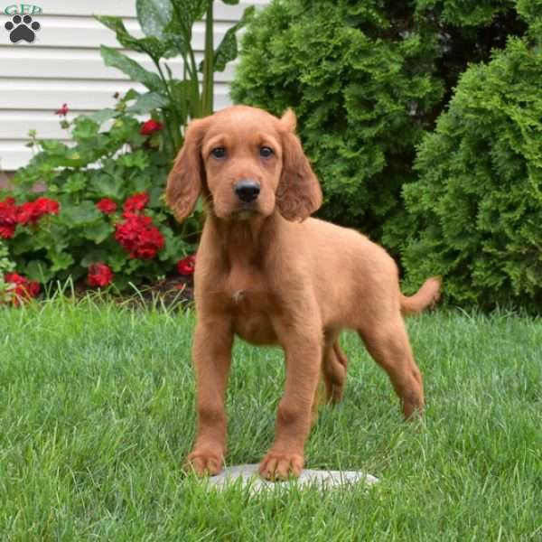 Winnie, Irish Setter Puppy
