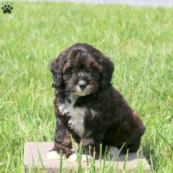 Winnie, Cavapoo Puppy