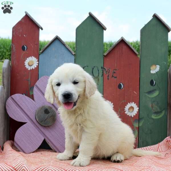 Winnie, English Cream Golden Retriever Puppy