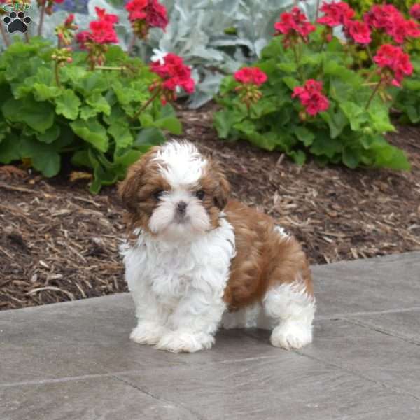 Winnie, Shih Tzu Puppy