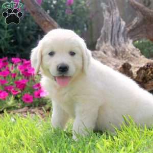 Winnie, English Cream Golden Retriever Puppy