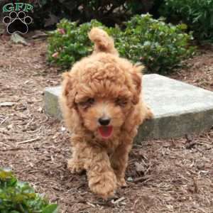 Winnie, Toy Poodle Puppy