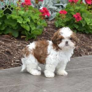 Winnie, Shih Tzu Puppy