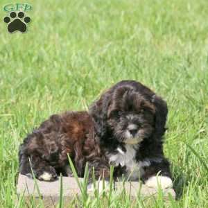 Winnie, Cavapoo Puppy