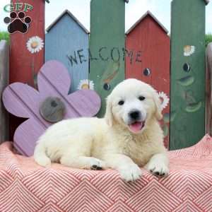 Winnie, English Cream Golden Retriever Puppy