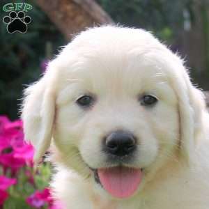Winnie, English Cream Golden Retriever Puppy