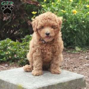 Winnie, Toy Poodle Puppy