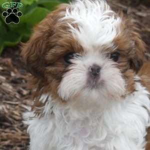 Winnie, Shih Tzu Puppy