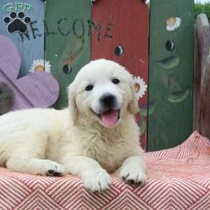 Winnie, English Cream Golden Retriever Puppy