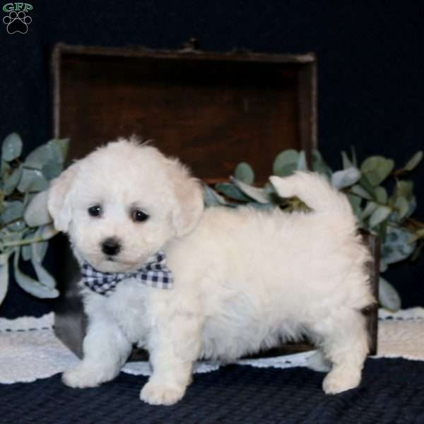 Winsten, Bichon Frise Puppy