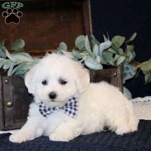 Winsten, Bichon Frise Puppy