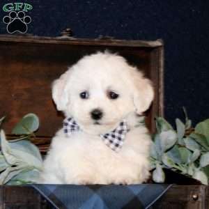 Winsten, Bichon Frise Puppy
