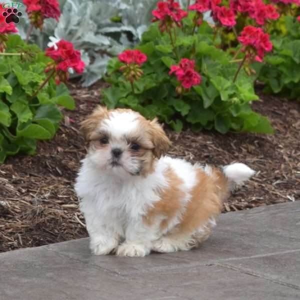 Winston, Shih Tzu Puppy