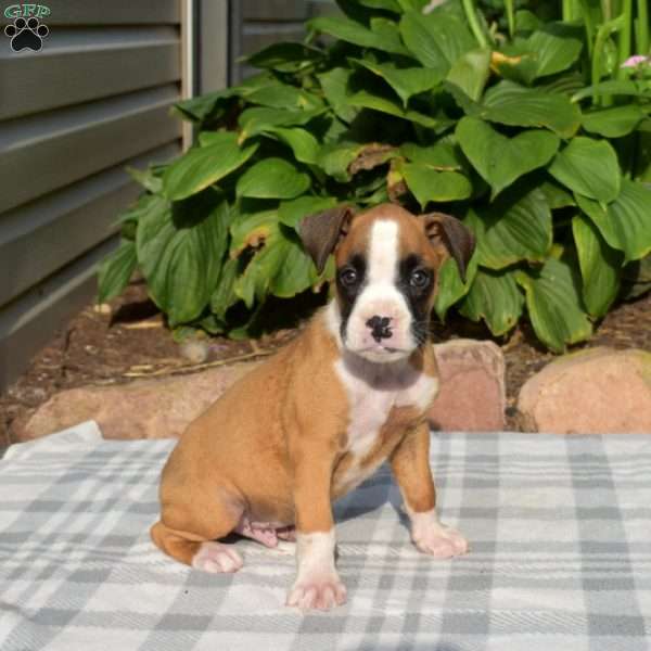 Winston, Boxer Puppy