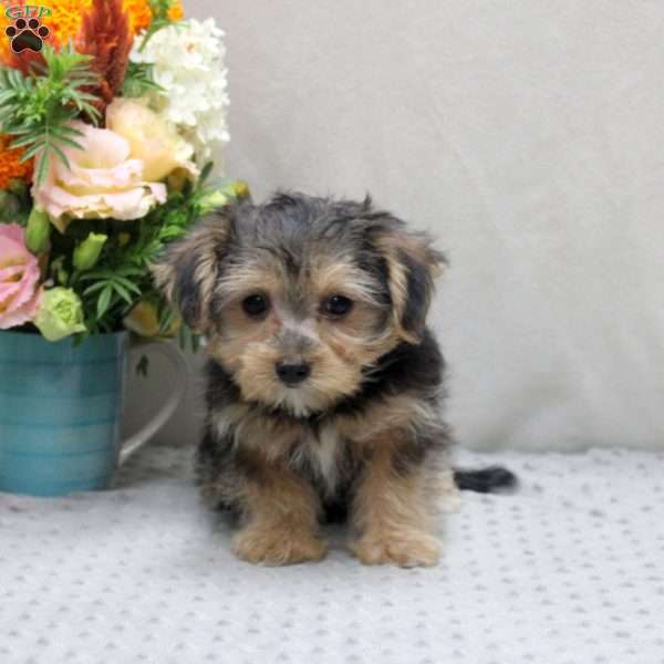 Winston, Yorkie Mix Puppy