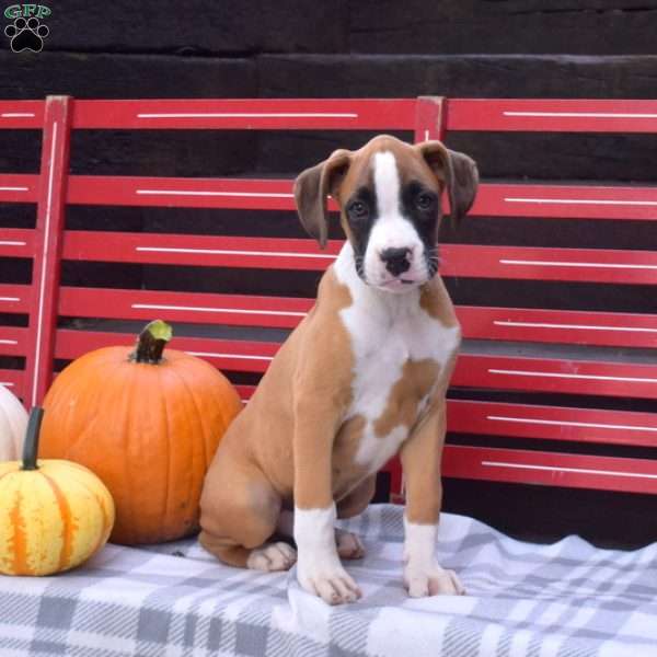 Winston, Boxer Puppy