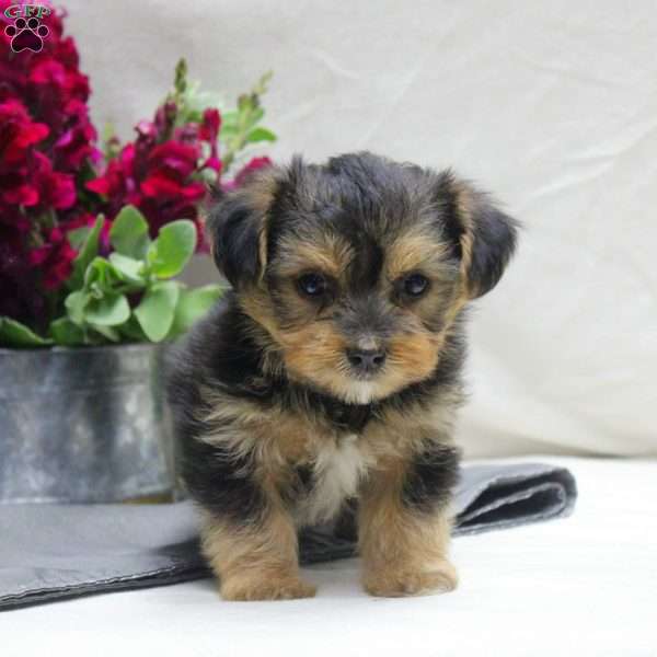 Winston, Yorkie Mix Puppy
