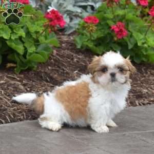 Winston, Shih Tzu Puppy
