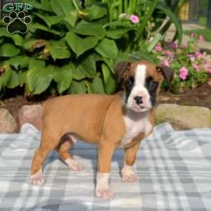 Winston, Boxer Puppy