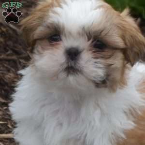 Winston, Shih Tzu Puppy