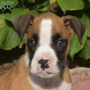 Winston, Boxer Puppy