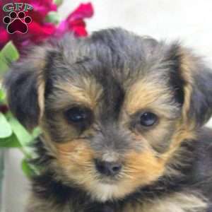 Winston, Yorkie Mix Puppy