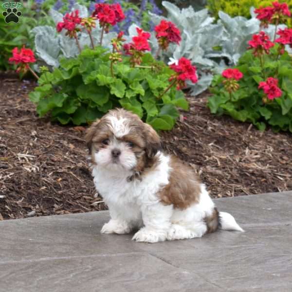 Wish, Shih Tzu Puppy
