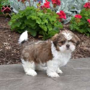 Wish, Shih Tzu Puppy