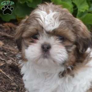 Wish, Shih Tzu Puppy
