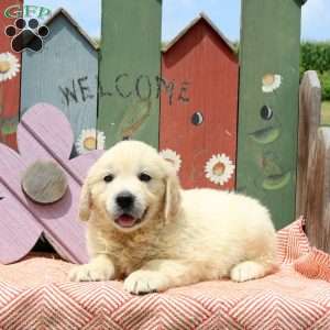 Wisp, English Cream Golden Retriever Puppy