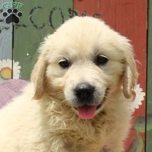 Wisp, English Cream Golden Retriever Puppy