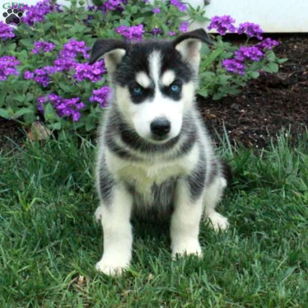 Wonder, Siberian Husky Puppy