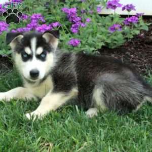 Wonder, Siberian Husky Puppy