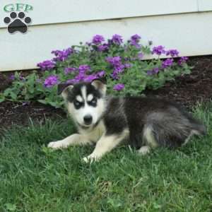 Wonder, Siberian Husky Puppy