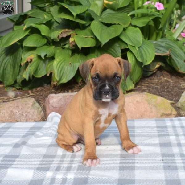 Wrangler, Boxer Puppy