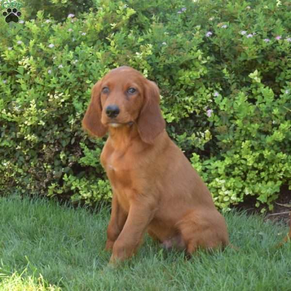 Wrangler, Irish Setter Puppy