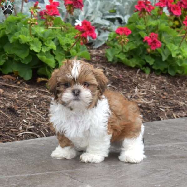 Wrangler, Shih Tzu Puppy