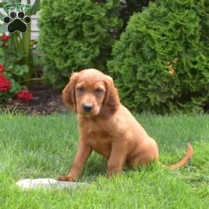 Wrangler, Irish Setter Puppy