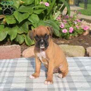 Wrangler, Boxer Puppy