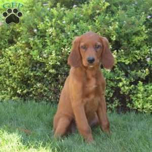 Wrangler, Irish Setter Puppy