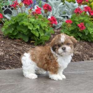 Wrangler, Shih Tzu Puppy