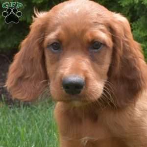 Wrangler, Irish Setter Puppy