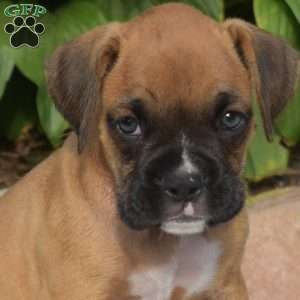 Wrangler, Boxer Puppy