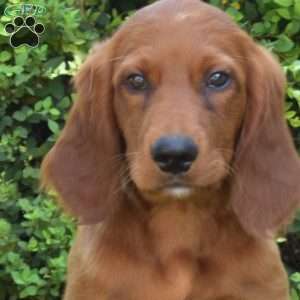Wrangler, Irish Setter Puppy