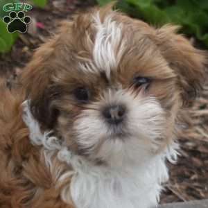 Wrangler, Shih Tzu Puppy