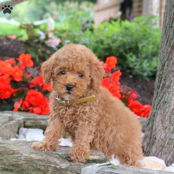 Wren, Miniature Poodle Puppy
