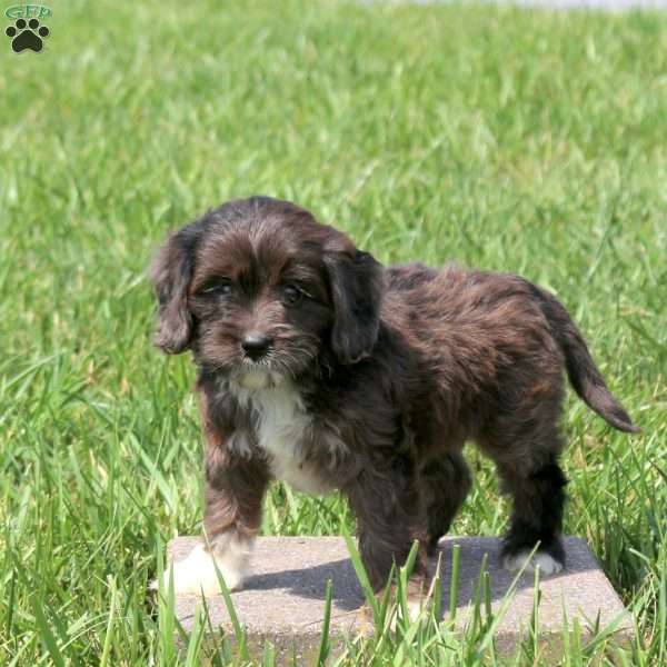 Wren, Cavapoo Puppy