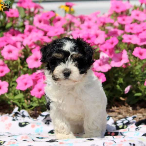 Wren, Havanese Puppy