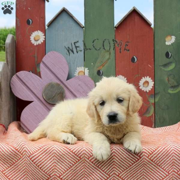 Wren, English Cream Golden Retriever Puppy